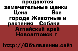 продаются замечательные щенки › Цена ­ 10 000 - Все города Животные и растения » Собаки   . Алтайский край,Новоалтайск г.